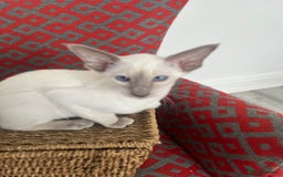 Siamese cats for sale: Gorgeous New Style Siamese Kittens - Image 2