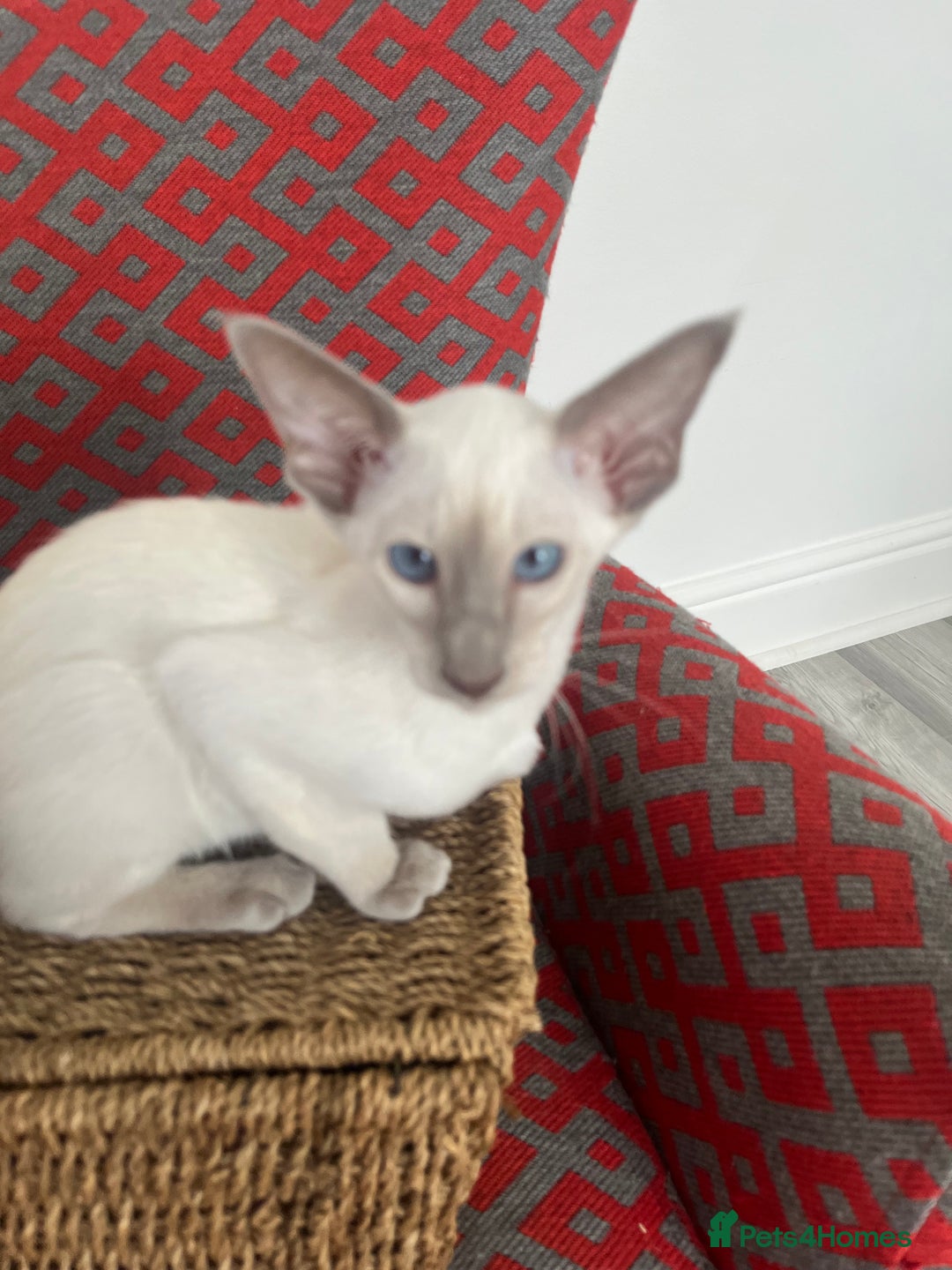 Siamese cats for sale: Gorgeous New Style Siamese Kittens - Image 2