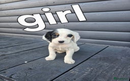Cocker Spaniel dogs for sale: Cocker spaniels puppys  - Image 5