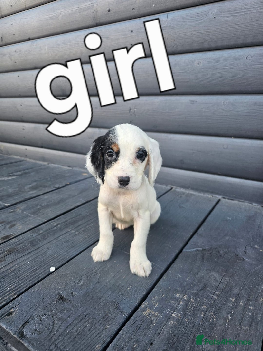 Cocker Spaniel dogs for sale: Cocker spaniels puppys  - Image 5