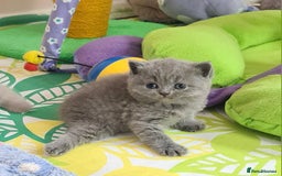 British Shorthair cats for sale: ⚜️British ShortHair Blue &Lilac kittens ⚜️GCCF ⚜️ - Image 13