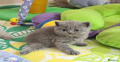 British Shorthair cats - Advert 13