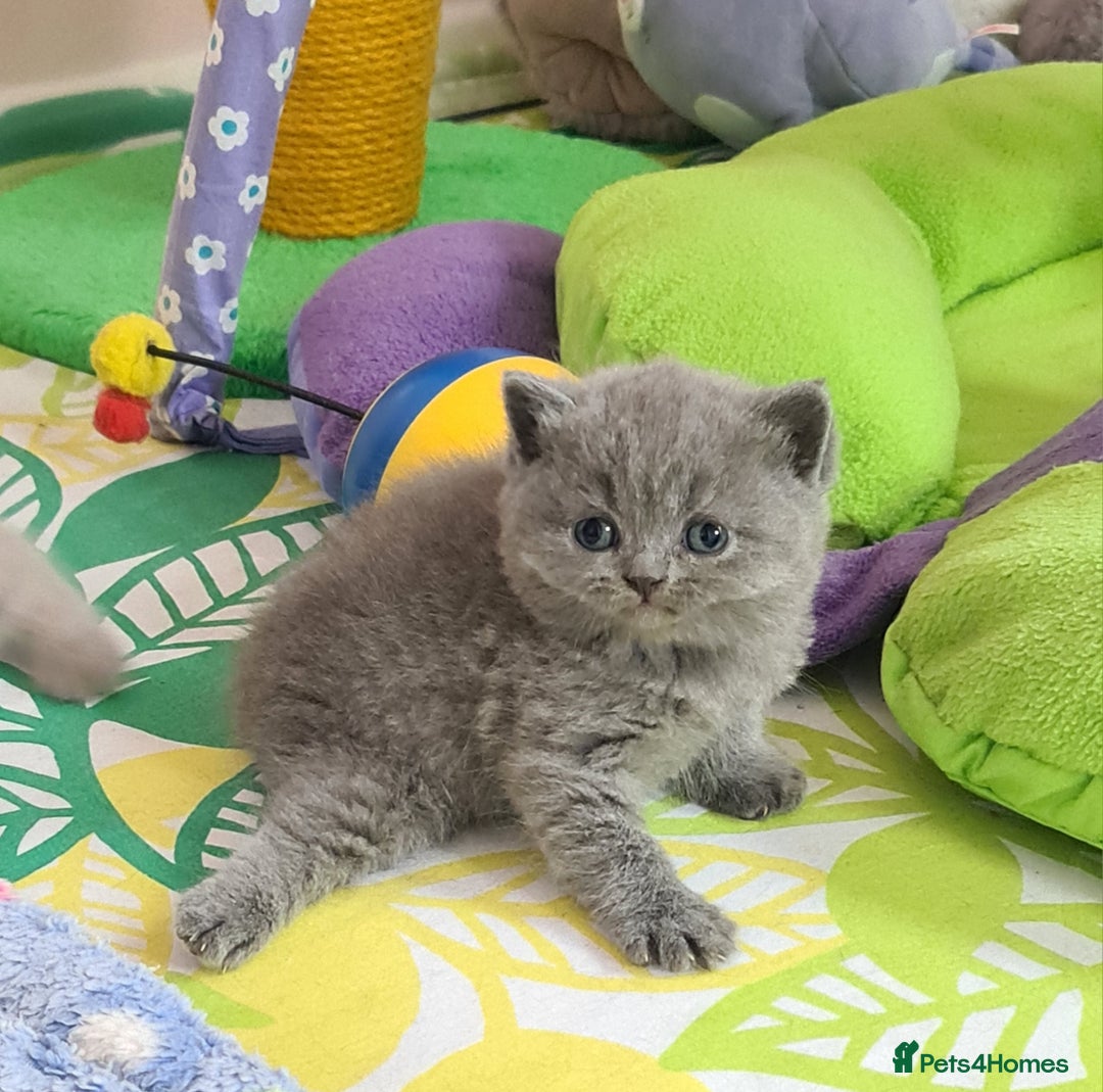 British Shorthair cats for sale: ⚜️British ShortHair Blue &Lilac kittens ⚜️GCCF ⚜️ - Image 13