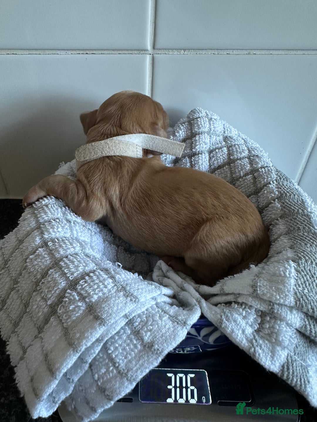 Cockapoo dogs for sale: Red & Apricot Cockapoo puppies  - Advert 27