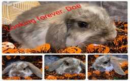 French Lop rabbits for sale: AtoB Lop Heaven - Advert 1
