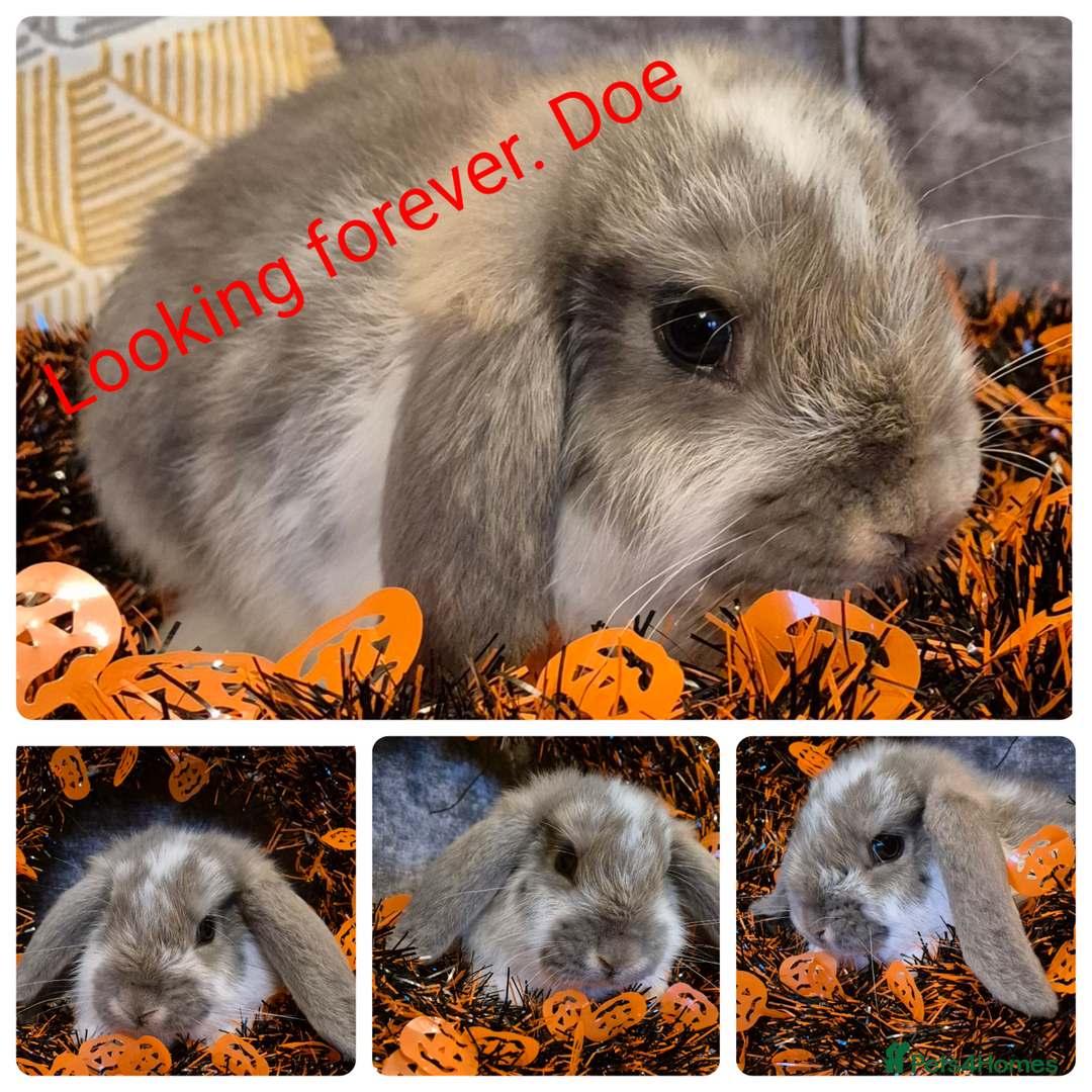 French Lop rabbits for sale: AtoB Lop Heaven - Advert 1