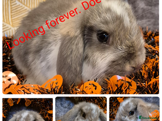 French Lop rabbits - Advert 4