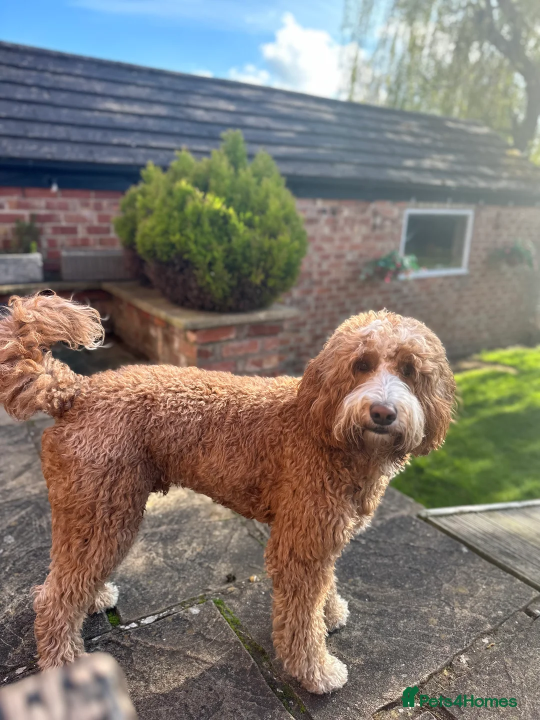 Goldendoodle dogs for stud: Alfie, Proven Goldendoodle for stud-Health Tested in Southport - Advert 1