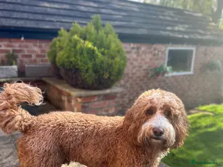 Goldendoodle dogs Alfie, Proven Goldendoodle for stud-Health Tested in Southport - Advert 4