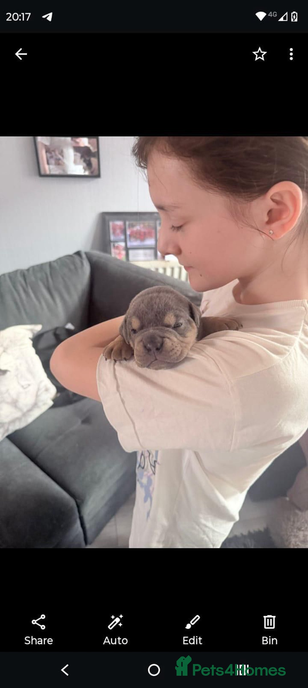 Olde English Bulldogge dogs for sale: GENETICALLY CLEAR CHAMPION 🏆 LEGENDARY BLOODLINE  - Advert 7