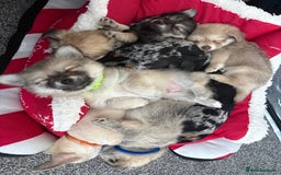 Chiweenie dogs for sale: 6 Beautiful Chiweenie Puppies *Reduced* - Advert 1