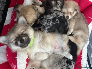 Chiweenie dogs 5 Beautiful Chiweenie Puppies *Reduced* - Advert 10