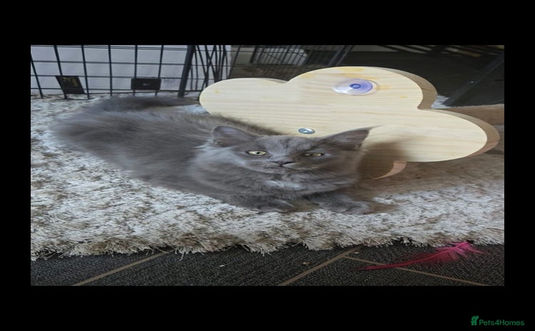Maine Coon cats - Advert 10