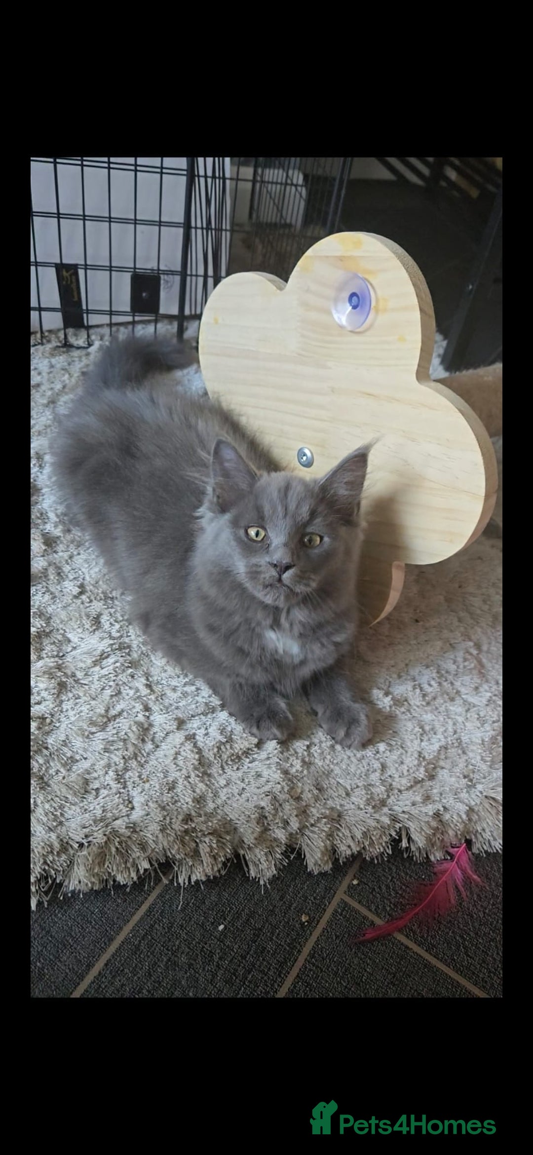 Maine Coon cats for sale: Maine coon kittens for sale - Image 1