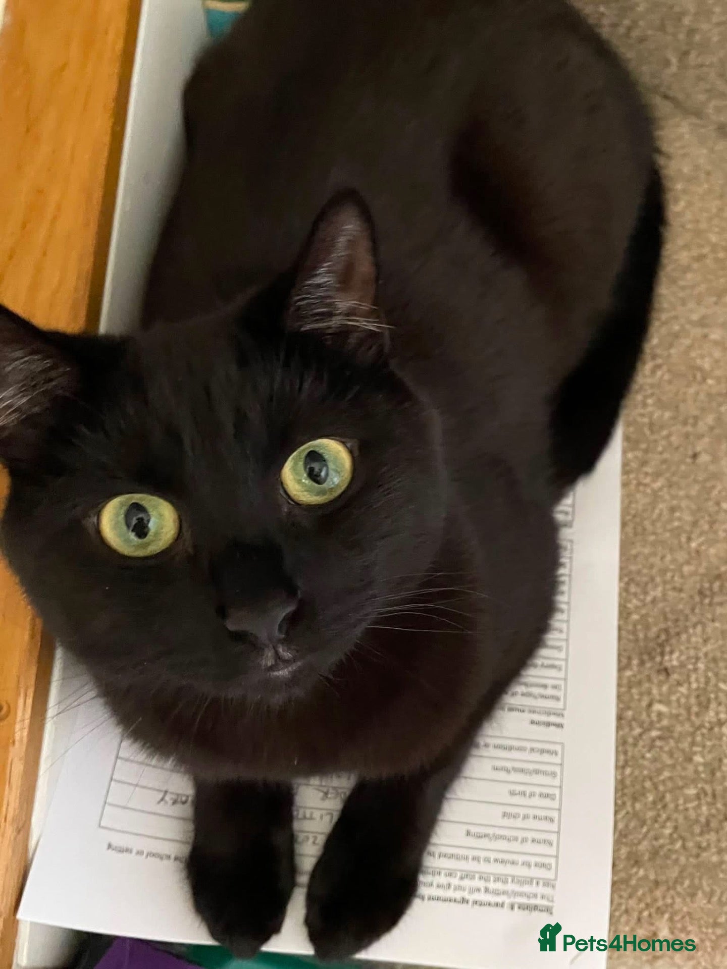 British Shorthair cats 3 year old male black cat - Advert 1