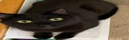 British Shorthair cats for sale: 3 year old male black cat in Bristol - Advert 1