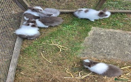 Lionhead rabbits for sale: Lionhead Bunnies - Image 3