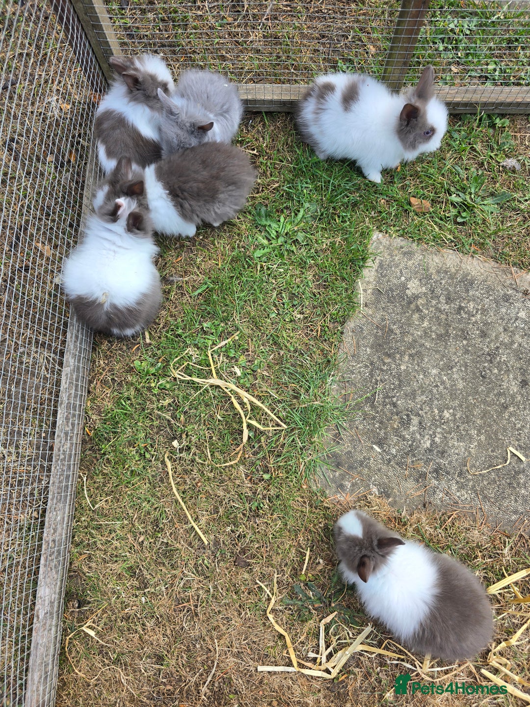 Lionhead rabbits for sale: Lionhead Bunnies - Image 3