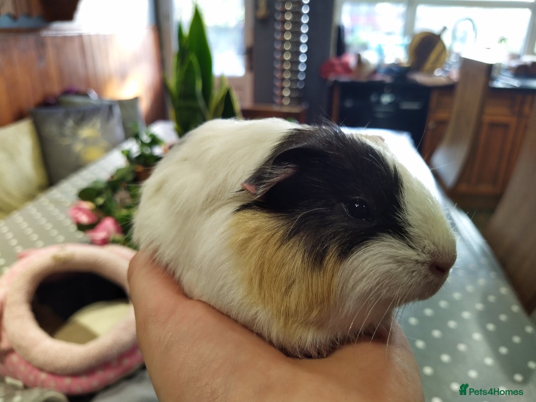 Guinea Pig rodents for sale: Five gorgeous male guinea pigs different breeds in Milnthorpe - Image 12