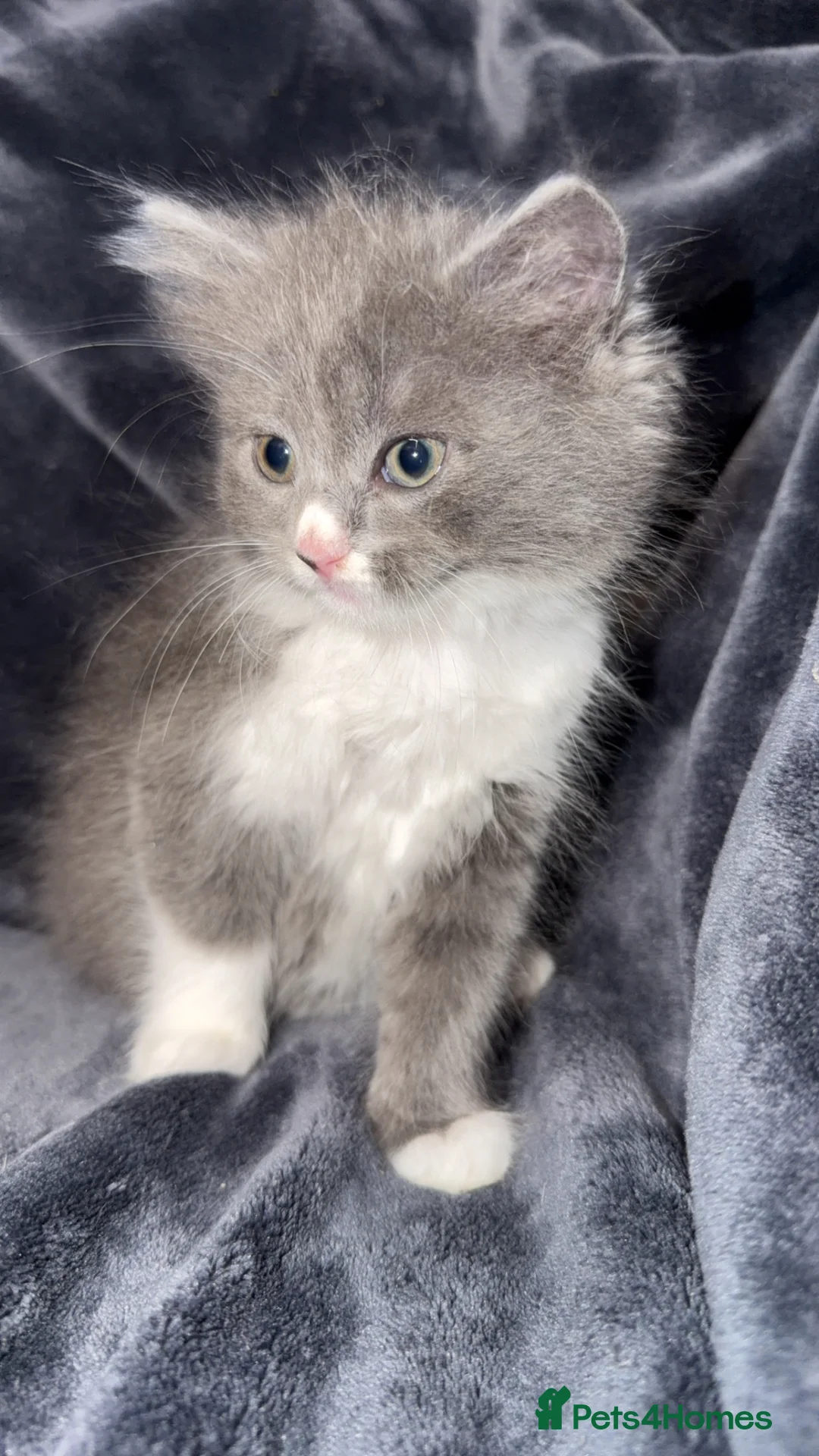 Mixed Breed cats for sale: Persian blue Russian & Tabby - Advert 29