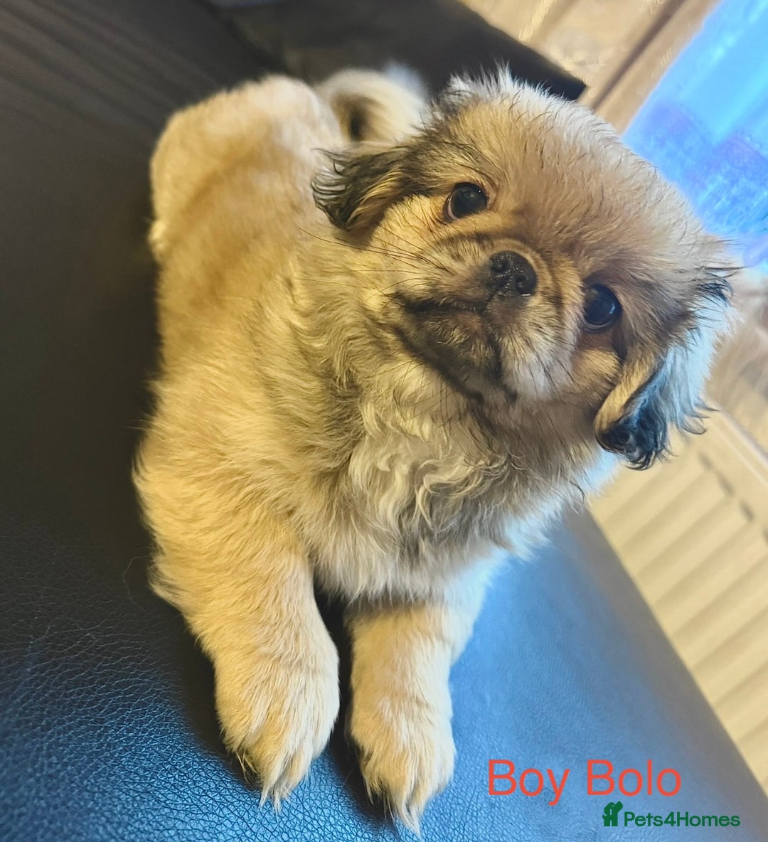 Pekingese dogs for sale: 🐾 Pekingese Puppies for Sale – 2 Girls & 1 Boy 🐾 - Advert 5