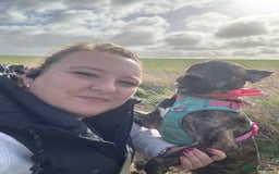 Mixed Breed dogs for sale: Bella - Image 7