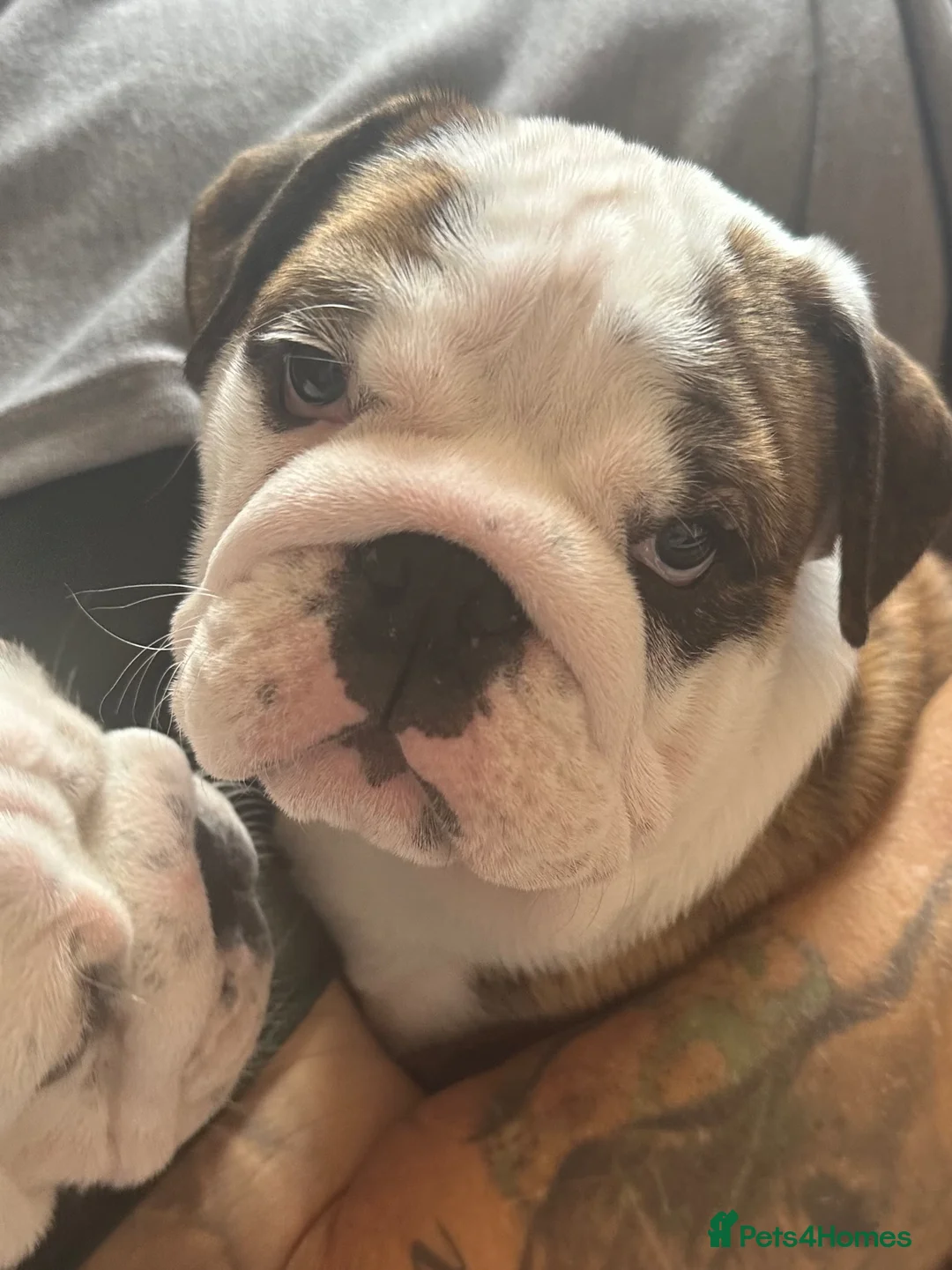 English Bulldog dogs for sale: Bulldog pup in Doncaster - Advert 2