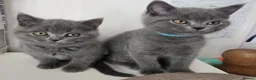 British Shorthair cats for sale: Purebred British Shorthair Kittens - 2 left! - Advert 7