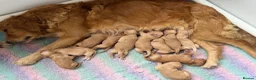 Golden Retriever dogs for sale: KC Golden Retriever Puppies - Advert 16