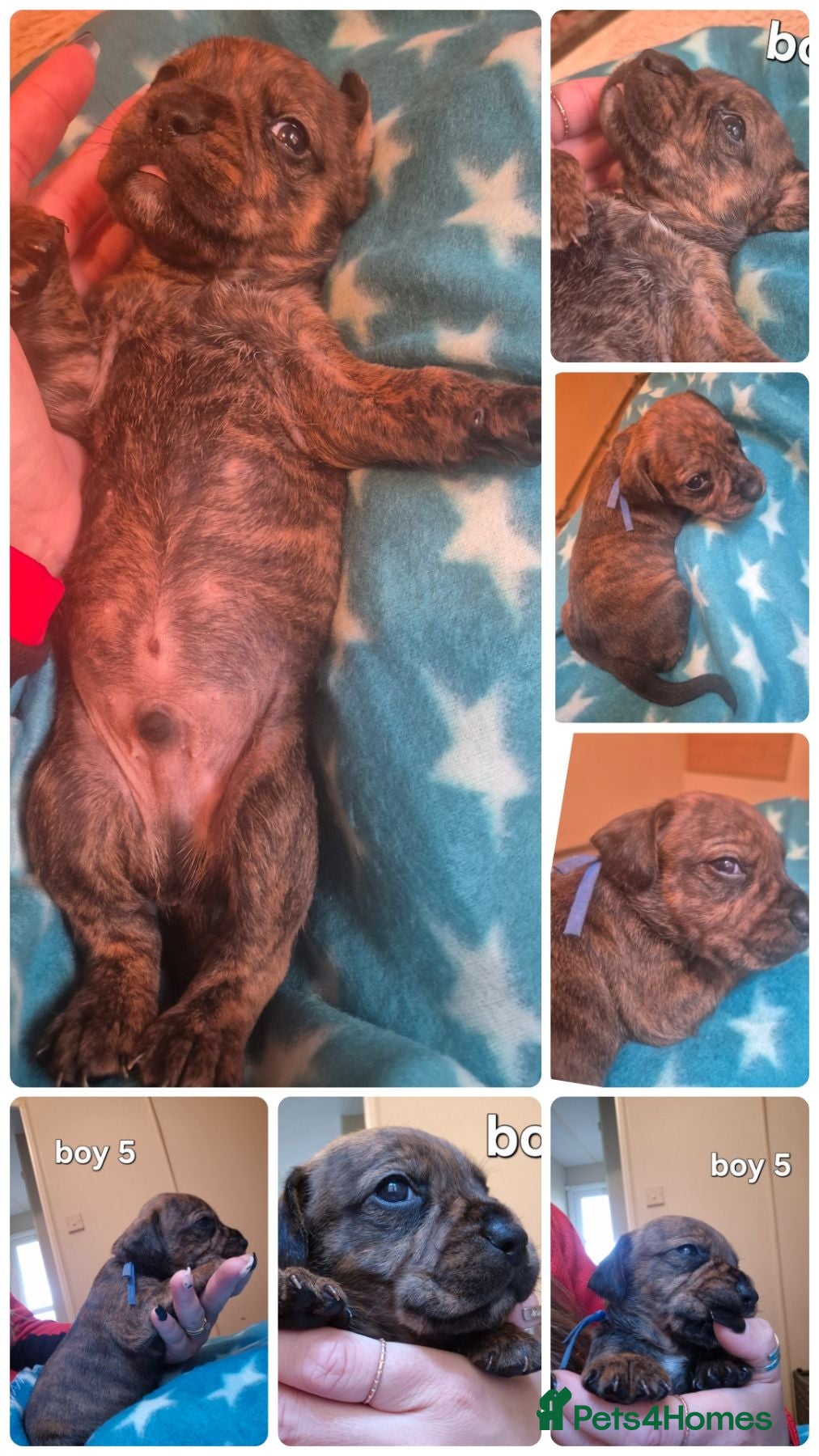 Mixed Breed dogs Gorgeous lil puppies - Advert 2
