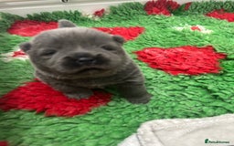 Chow Chow dogs for sale: Beautiful blue chow chow litter 💙 - Image 8