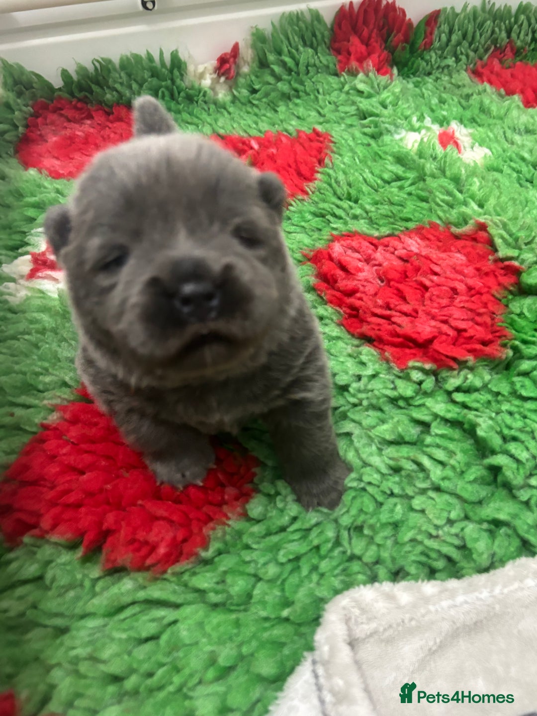 Chow Chow dogs for sale: Beautiful blue chow chow litter 💙 - Image 8