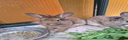 Lionhead rabbits for sale: Mini lop male and lion head female 4 month old in Manchester - Advert 3