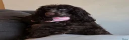 Cocker Spaniel dogs for sale: Spayed Cocker Spaniel  in Barnsley - Advert 7