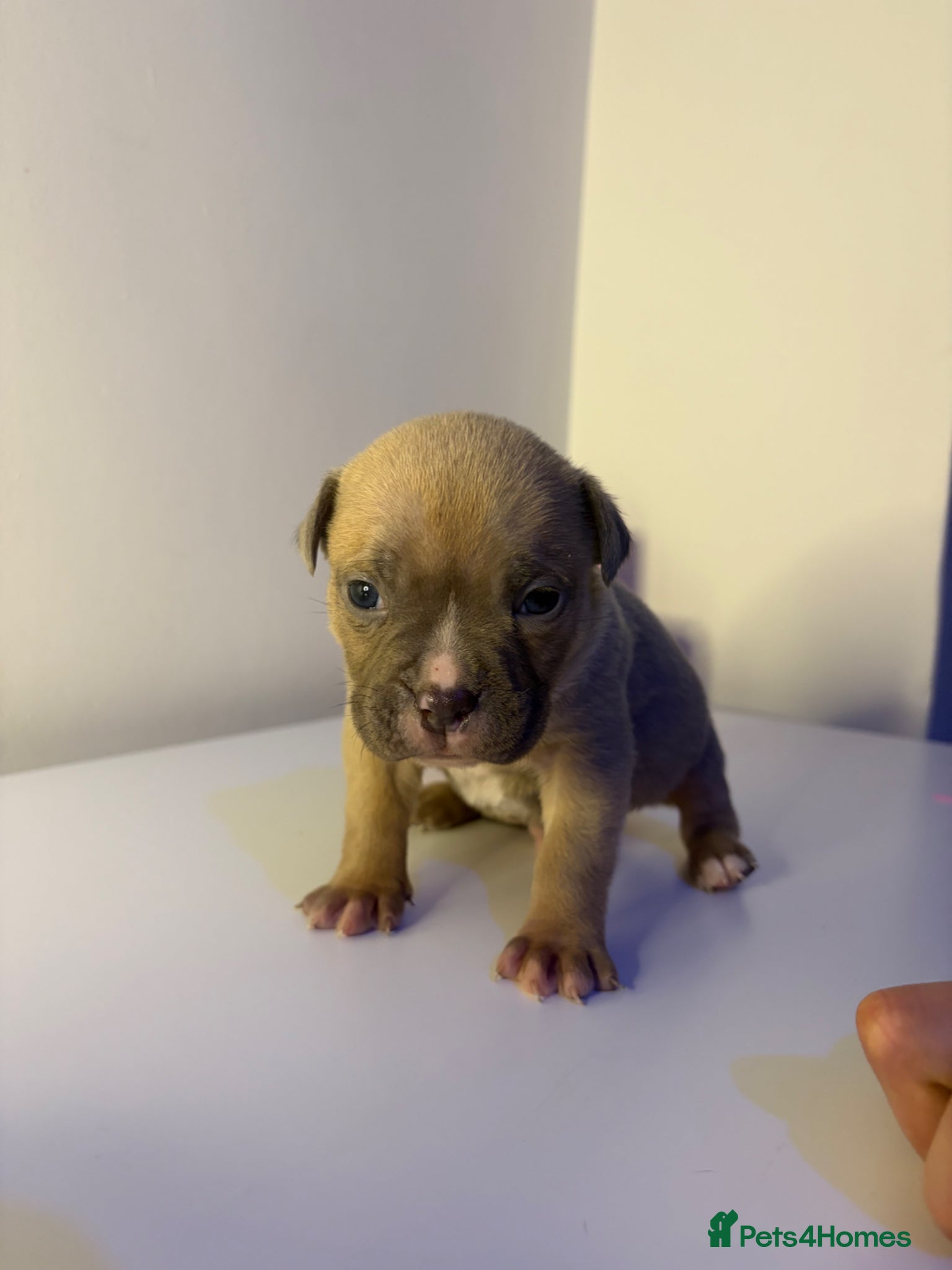 American Bully dogs 2 beautiful pocket bully puppies  - Advert 1
