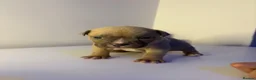 American Bully dogs for sale: 2 beautiful pocket bully puppies  - Advert 1