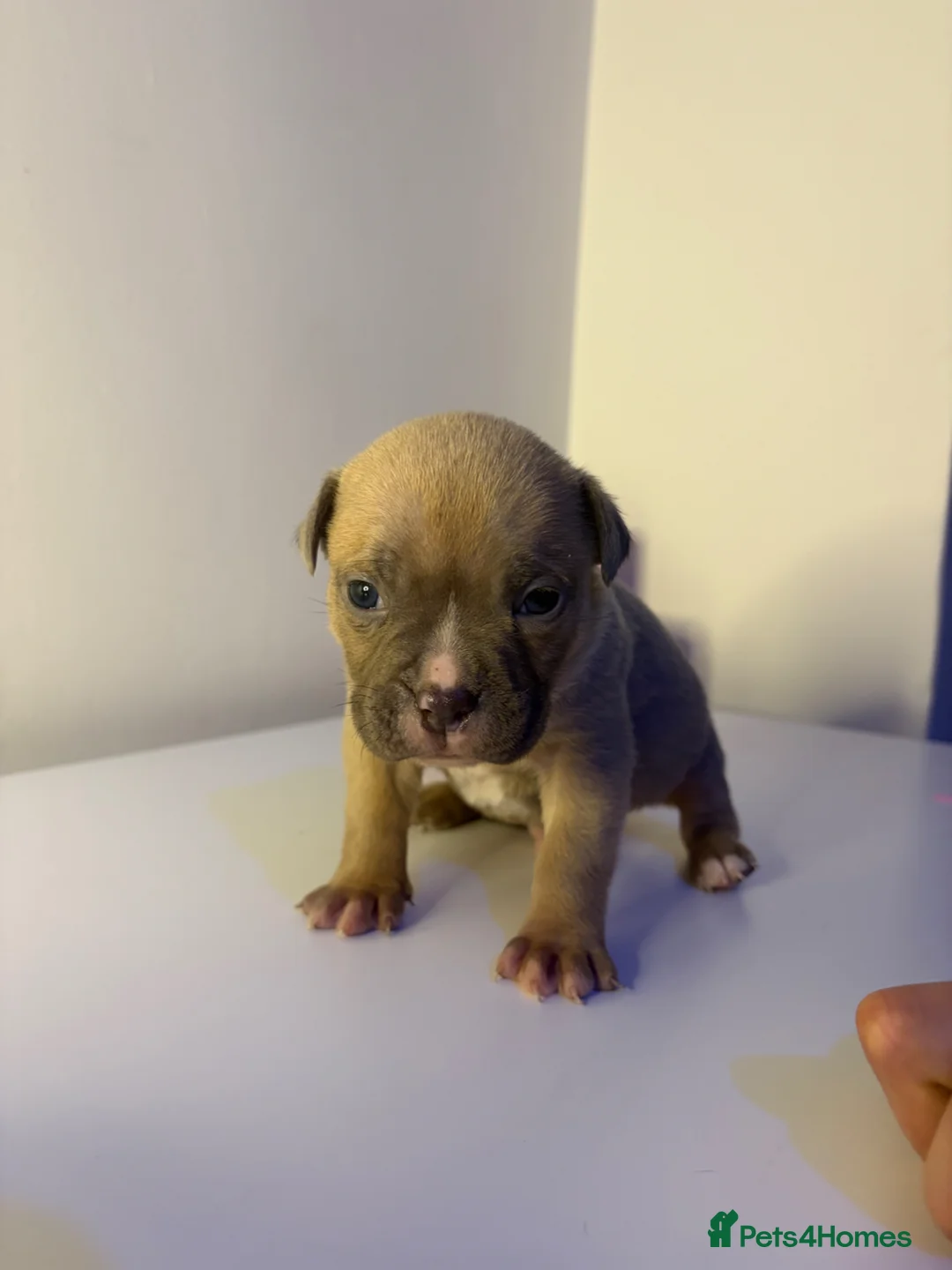 American Bully dogs for sale: 2 beautiful pocket bully puppies  - Advert 1