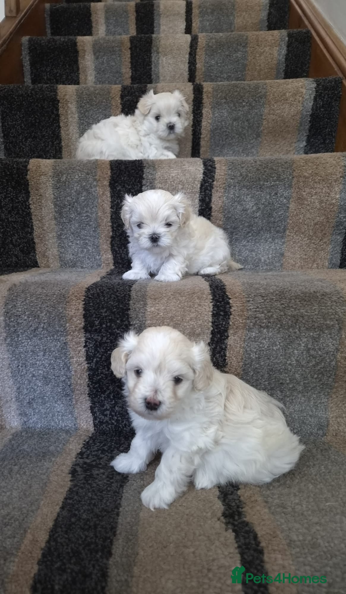 Maltipoo dogs ⭐️TINY KOREAN MALTIPOO PUPPIES⭐️ - Advert 1