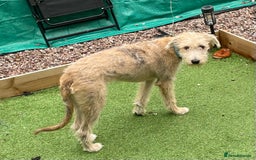 Mixed Breed dogs for sale: Teddy 6 month old - Image 4