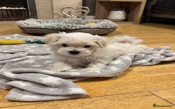 Maltese dogs for sale: **READY NOW** Full Maltese Boy Puppy’s  - Image 5