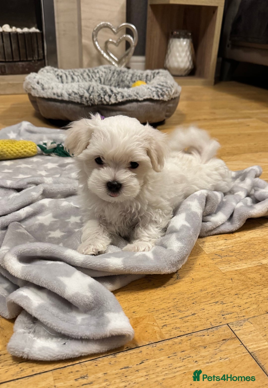 Maltese dogs for sale: **READY NOW** Full Maltese Boy Puppy’s  - Image 5