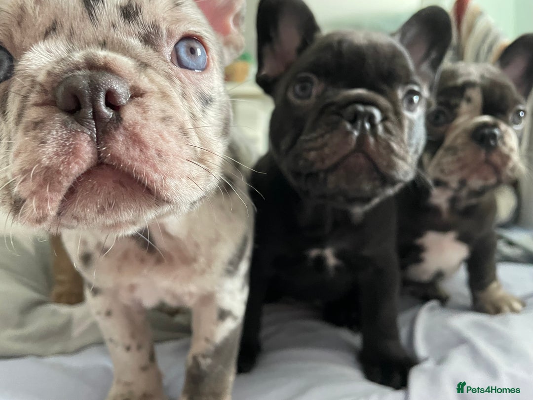 French Bulldog dogs for sale: French Bulldog - Advert 12