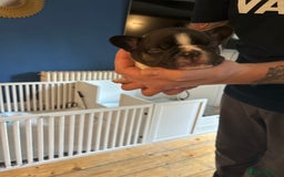French Bulldog dogs for sale: ✨ REDUCED! STUNNING FRENCHIES LILAC TAN PIED 😍 - Image 7