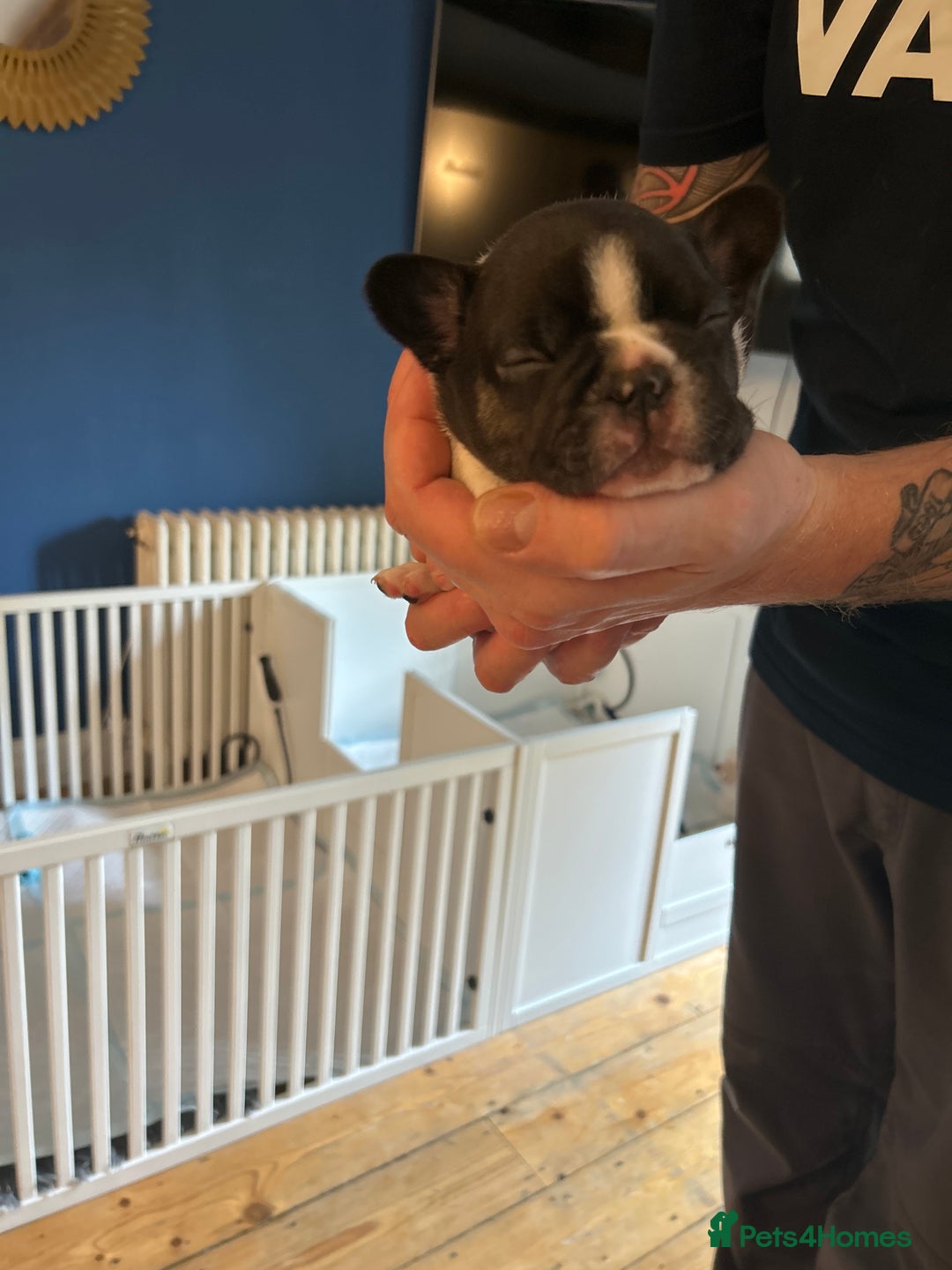 French Bulldog dogs for sale: ✨ REDUCED! STUNNING FRENCHIES LILAC TAN PIED 😍 - Image 7