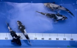 Koi Carp fish for sale: Huge selection of Japanese Koi for sale - Image 5