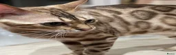 Bengal cats for sale: Beautiful Bengal family members - Advert 14
