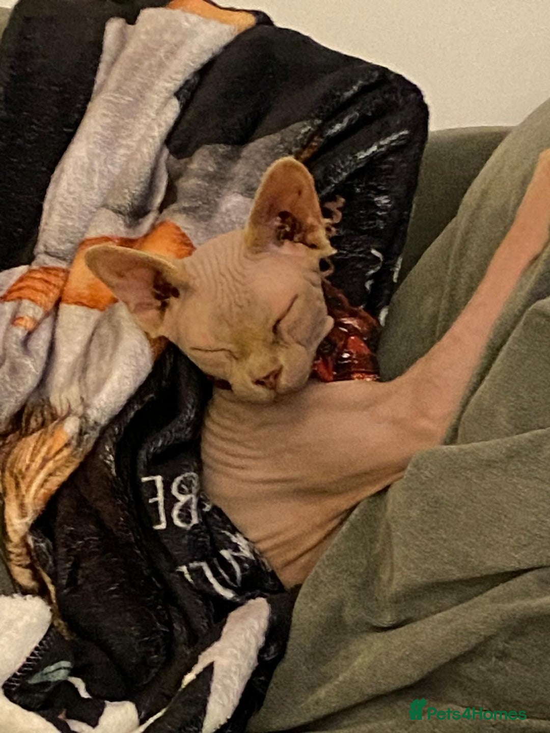 Sphynx cats for sale: Pair of sphynxes - Image 4