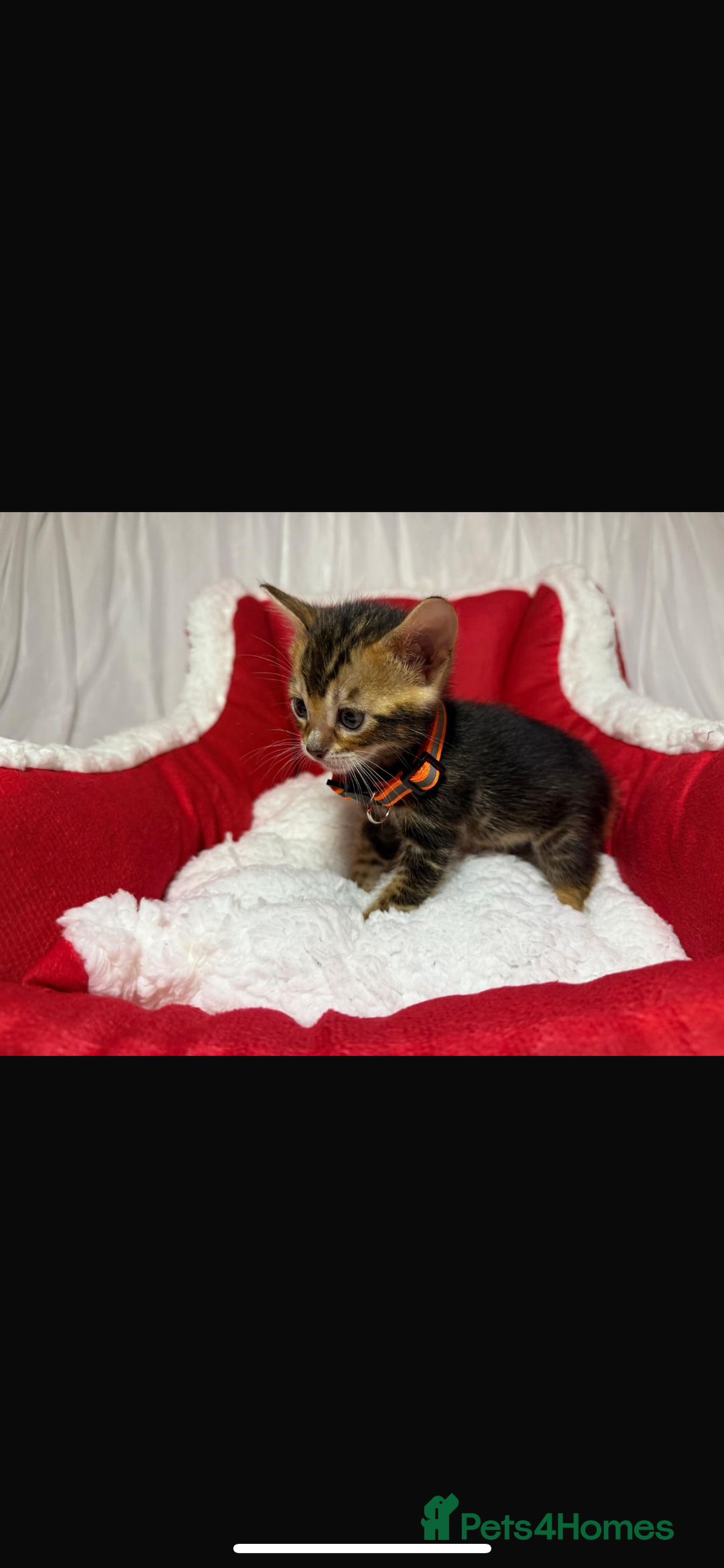 Bengal cats for sale: 🐆Bella's Bengals🐆 - Advert 12