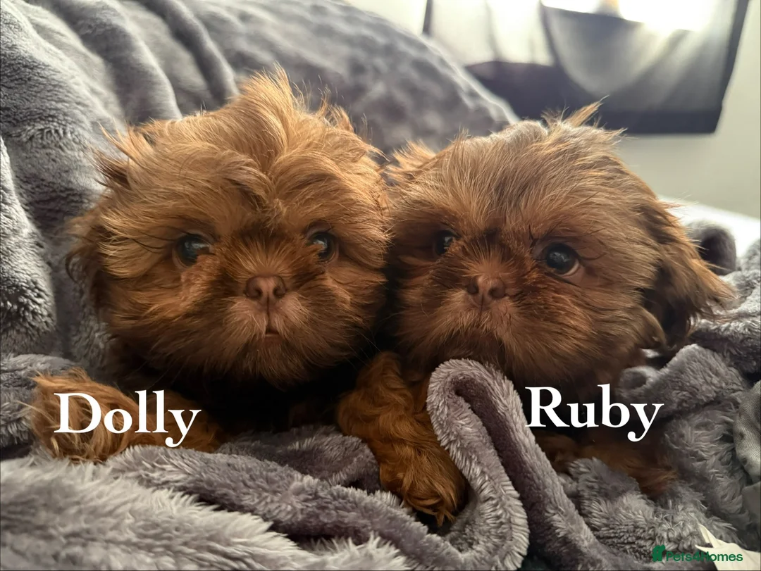 Shih Tzu dogs for sale: Miniature Shih Tzu Puppies  - Advert 2