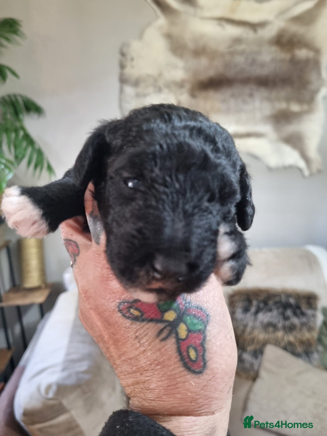 Bedlington Terrier dogs for sale: Bedlington terriers for sale  - Image 2